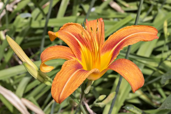 신선한 오렌지 오렌지 길가의 황갈색 타이거 정원에서 꽃에서 Hemerocallis Fulva의 — 스톡 사진