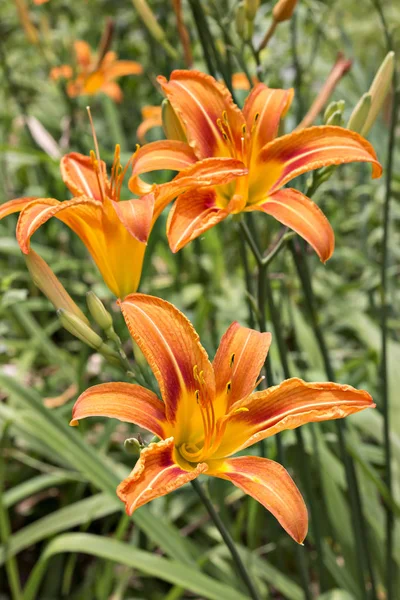 Beautiful fresh orange day lilies, orange daylily, roadside daylily, tawny daylily, tiger daylily. Close up of a Hemerocallis fulva in bloom in the garden