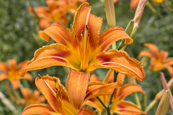 Hermosos Lirios Naranja Fresca Día Naranja Daylily Roadside Daylily Tawny — Foto de Stock