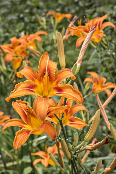 Beautiful fresh orange day lilies, orange daylily, roadside daylily, tawny daylily, tiger daylily. Close up of a Hemerocallis fulva in bloom in the garden