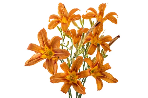 신선한 오렌지 오렌지 길가의 타이거 황갈색의 꽃다발 Hemerocallis Fulva 바탕에 — 스톡 사진