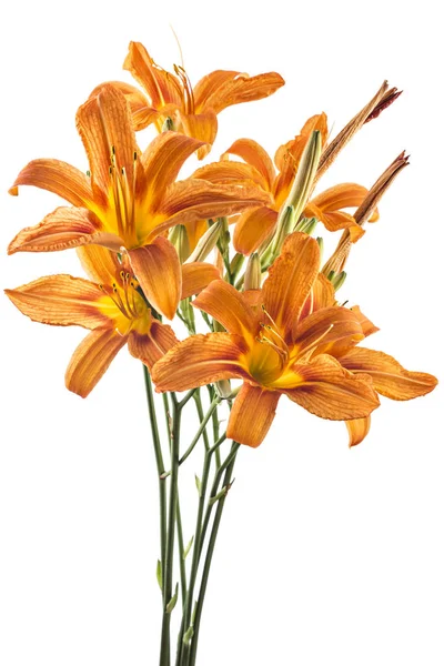 신선한 오렌지 오렌지 길가의 타이거 황갈색의 꽃다발 Hemerocallis Fulva 바탕에 — 스톡 사진