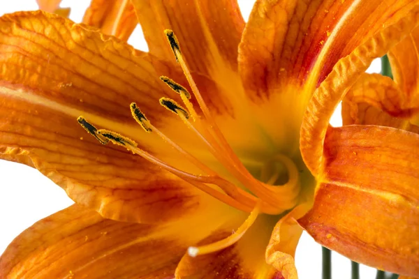 Beautiful fresh orange day lily, orange daylily, roadside daylily, tawny daylily, tiger daylily. Macro shot of a Hemerocallis fulva in bloom on white background