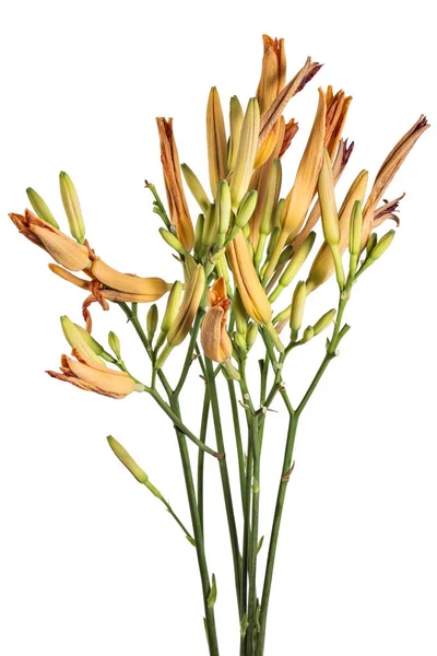 닫힌된 신선한 오렌지 오렌지 길가의 타이거 황갈색의 꽃다발 Hemerocallis Fulva — 스톡 사진