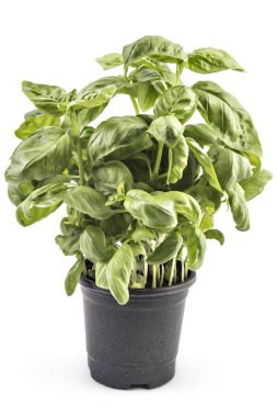 Beyaz arka plan üzerinde izole taze yeşil fesleğen bitki yaprakları bir tencerede fidan. Ocimum basilicum