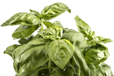 Beyaz arka plan üzerinde izole taze yeşil fesleğen bitki yaprakları bir tencerede fidan. Ocimum basilicum