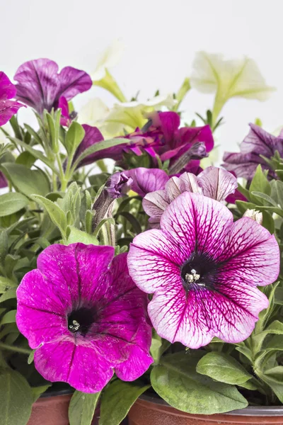 Färgstarka Blommande Petunia Blommor Blomkruka Närbild Isolerad Vit Bakgrund Petunia — Stockfoto
