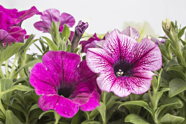 Fleurs Pétunia Fleuries Colorées Pot Fleurs Gros Plan Isolées Sur — Photo