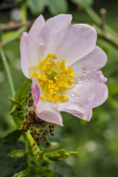 Flowers Dog Rose Wild Rose Rosa Canina Green Leaves Natural — Stock Photo, Image