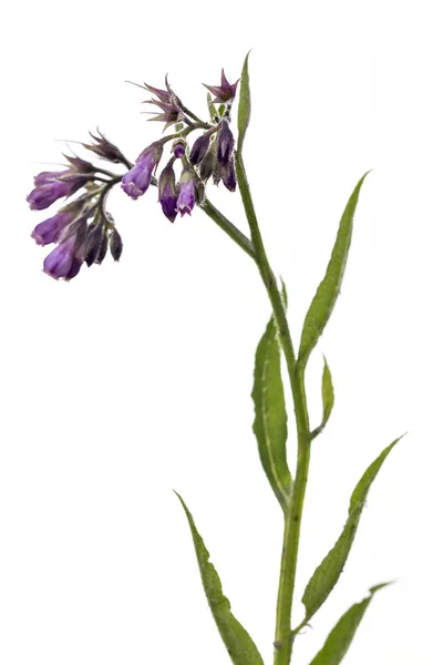 Gesunde Beinwell Blüten Mit Blättern Symphytum Officinale Auf Weißem Hintergrund — Stockfoto
