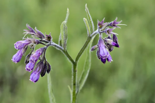 Friska Vallört Blommor Med Blad Symphytum Officinale Den Naturliga Miljön — Stockfoto