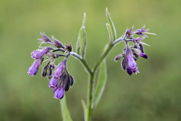 Friska Vallört Blommor Med Blad Symphytum Officinale Den Naturliga Miljön — Stockfoto