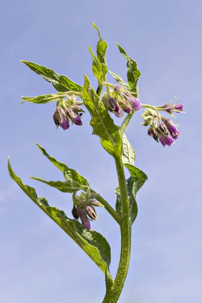 Flores Sanas Consuelda Con Hojas Symphytum Officinale Entorno Natural Confrey — Foto de Stock