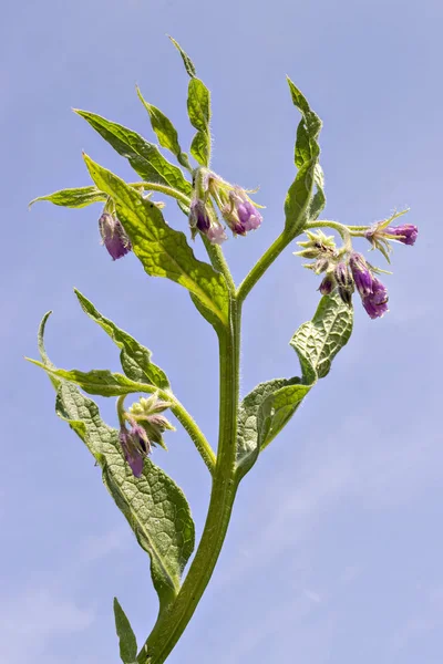 Flores Sanas Consuelda Con Hojas Symphytum Officinale Entorno Natural Confrey — Foto de Stock