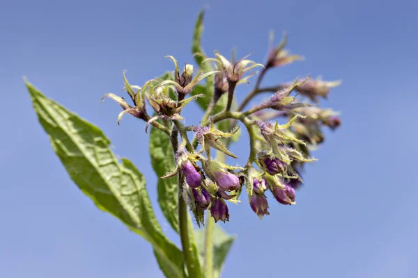 Gesunde Beinwell Blüten Mit Blättern Symphytum Officinale Der Natürlichen Umgebung — Stockfoto