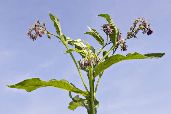 Flores Sanas Consuelda Con Hojas Symphytum Officinale Entorno Natural Confrey — Foto de Stock