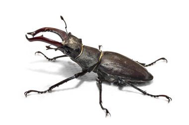 Erkek Stag Beetle, Lucanus Cervus, beyaz arka planda izole. Büyük Stag-Beetle yakın çekim fotoğraf-Europa en büyük böcek
