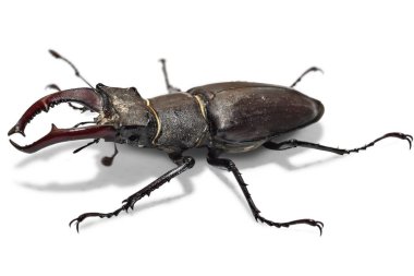 Erkek Stag Beetle, Lucanus Cervus, beyaz arka planda izole. Büyük Stag-Beetle yakın çekim fotoğraf-Europa en büyük böcek