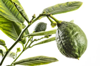 Bir limon ağacı şube üzerinde genç yeşil limon meyve, beyaz arka planda izole yaprakları ile Narenciye meyve