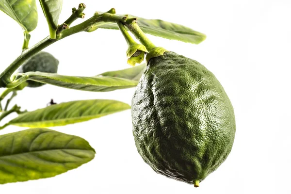Μικρά Πράσινα Φρούτα Λεμονιού Ένα Κλαδί Λεμονιού Εσπεριδοειδή Φύλλα Απομονωμένα — Φωτογραφία Αρχείου