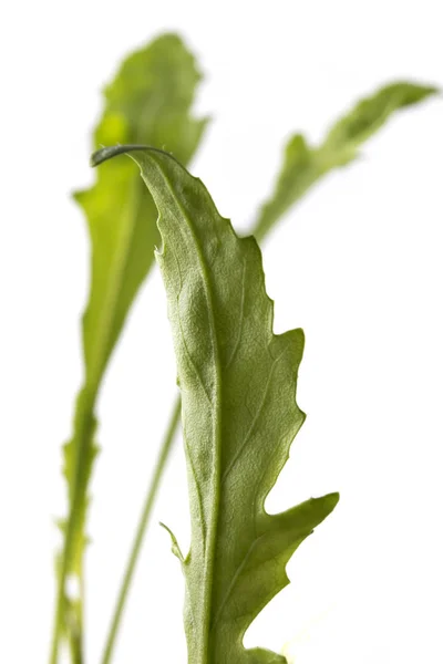 Folhas Arugula Verde Fresco Eruca Vesicaria Isoladas Sobre Fundo Branco — Fotografia de Stock
