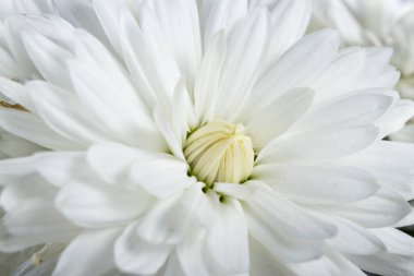 Güzel taze parlak beyaz krizantem çiçek kapatmak