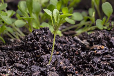 Toprak arka planda genç taze yeşil roka lahanası (Eruca vezikarya). Büyüme konsepti. Tarım Ekim fidanları