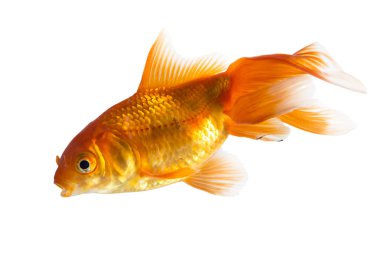 Beyaz arka planda izole tatlı su akvaryumu tek genç Goldfish (Carassius auratus)