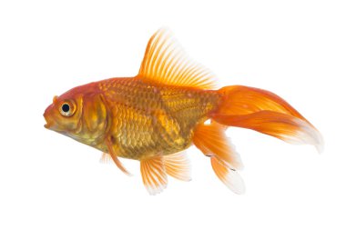 Beyaz arka planda izole tatlı su akvaryumu tek genç Goldfish (Carassius auratus)