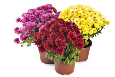 Beautiful composition of fresh bright red, yellow and pink chrysanthemum flowers in a flowerpots, isolated on white background clipart