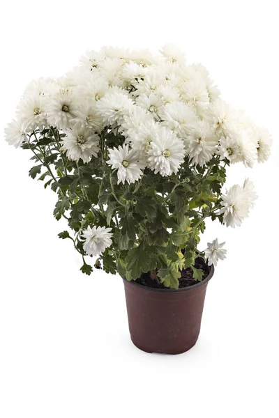 Hermosas Flores Frescas Crisantemo Blanco Brillante Una Maceta Aisladas Sobre —  Fotos de Stock