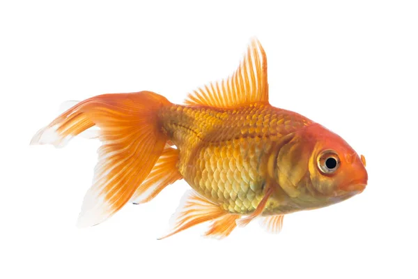 Single Young Goldfish Carassius Auratus Freshwater Aquarium Isolated White Background — Stock Photo, Image