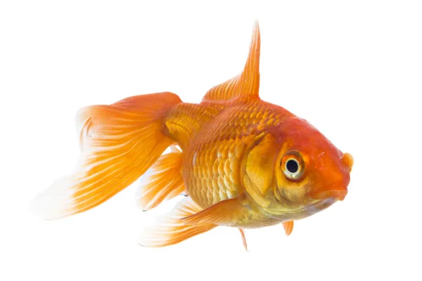 Ensamstående Unga Guldfisk Carassius Auratus Sötvatten Akvarium Isolerad Vit Bakgrund — Stockfoto