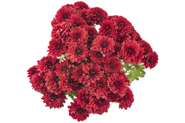 Hermosas Flores Frescas Crisantemo Rojo Brillante Una Maceta Aisladas Sobre —  Fotos de Stock