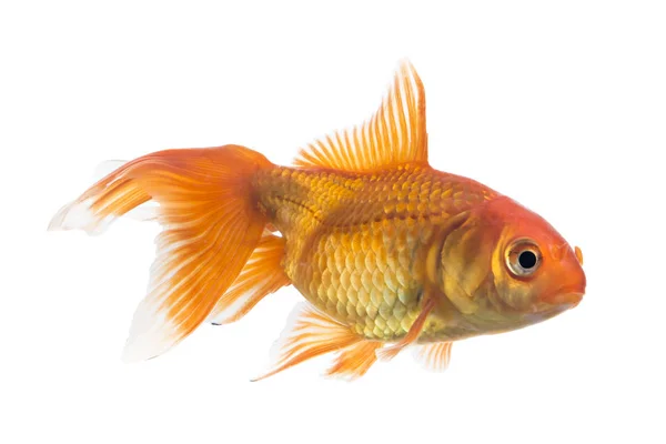 Single Young Goldfish Carassius Auratus Freshwater Aquarium Isolated White Background Stock Picture