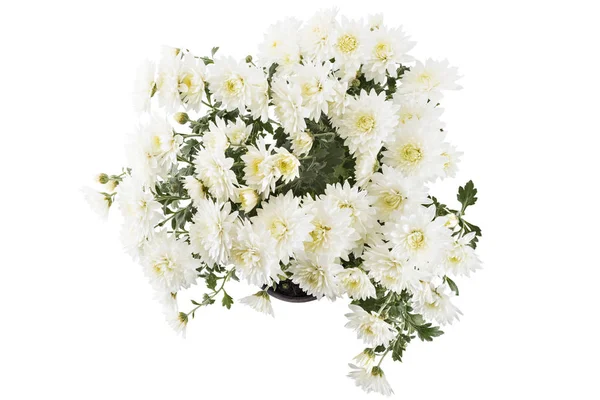 Hermosas Flores Frescas Crisantemo Blanco Brillante Una Maceta Aisladas Sobre Fotos De Stock Sin Royalties Gratis