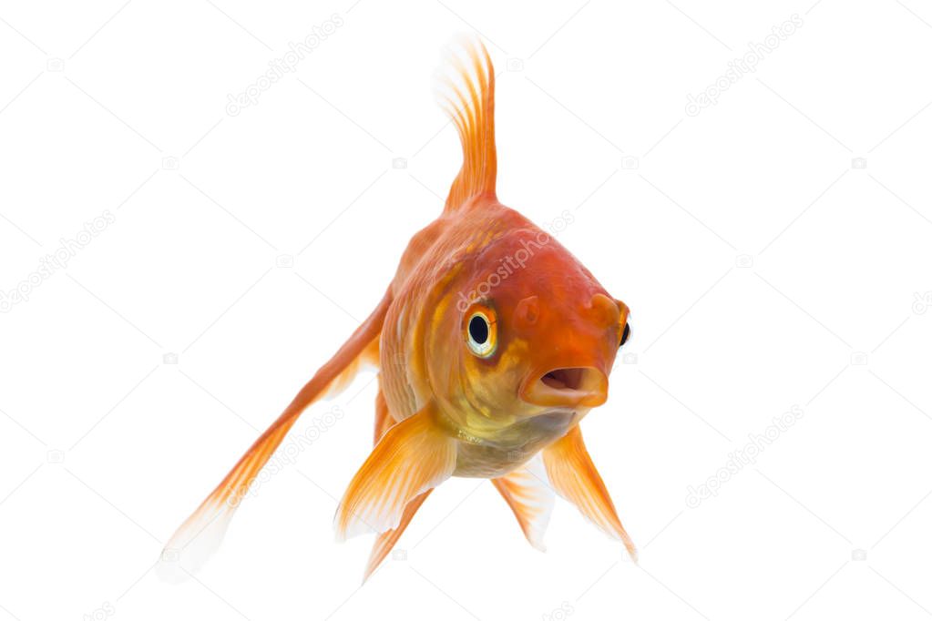 Single young goldfish (Carassius auratus) in freshwater aquarium isolated on white background