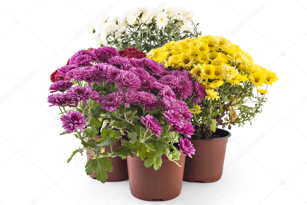 Beautiful composition of fresh bright white, red, yellow and pink chrysanthemum flowers in a flowerpots, isolated on white background