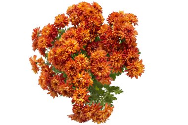 Beautiful fresh bright orange chrysanthemum flowers in a flowerpot, isolated on white background clipart