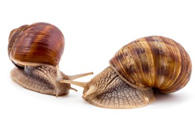 Beyaz arka planda izole edilmiş iki bahçe salyangozu (Helix aspersa). Takım çalışması konsepti