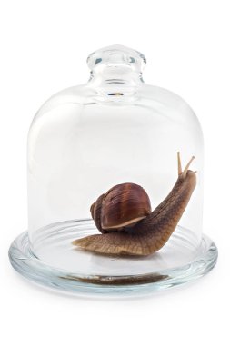 Cam çan kavanozunun altında beyaz arka planda izole edilmiş bahçe salyangozu (Helix aspersa). Takım çalışması konsepti