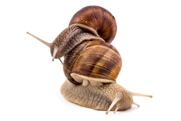 Dos Caracoles Jardín Helix Aspersa Aislados Sobre Fondo Blanco Concepto — Foto de Stock