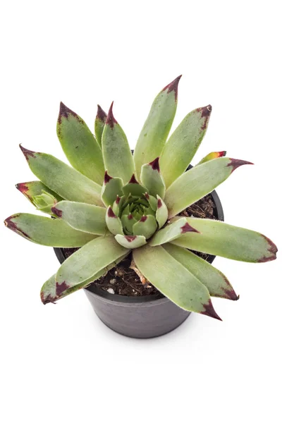 Sempervivum Tectorum Houseleek Vaso Planta Sobre Fundo Branco — Fotografia de Stock