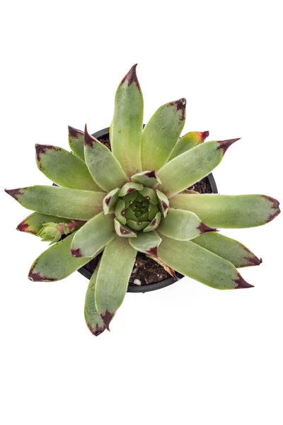 Sempervivum Tectorum Houseleek Saksıda Beyaz Arkaplana Yerleştir — Stok fotoğraf