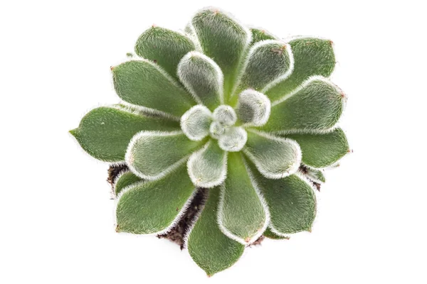 半生き残るテクテルム 花のポットでHouseleek 白地に植物 — ストック写真