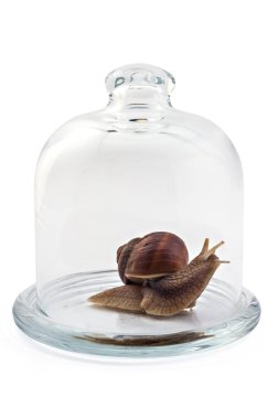 Cam çan kavanozunun altında beyaz arka planda izole edilmiş bahçe salyangozu (Helix aspersa). Takım çalışması konsepti