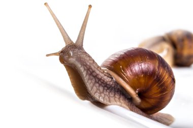 Beyaz arka planda yalıtılmış bahçe salyangozları (Helix aspersa). Takım çalışması konsepti