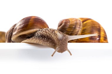 Beyaz arka planda yalıtılmış bahçe salyangozları (Helix aspersa). Takım çalışması konsepti
