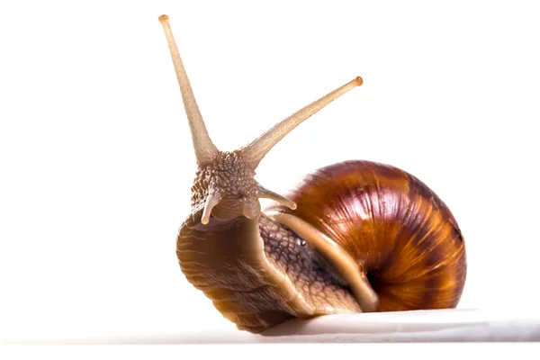 Caracol Jardín Helix Aspersa Aislado Sobre Fondo Blanco Concepto Trabajo — Foto de Stock