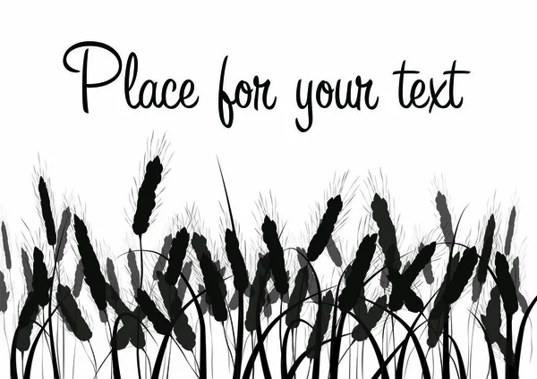 Alan arka plan buğday. Siyah siluetleri üzerinde beyaz izole. Spikelets altın buğday, çavdar, arpa. Vektör. Zarif rustik desen